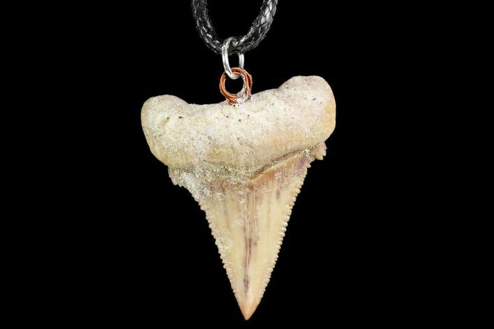Fossil Shark (Palaeocarcharodon) Tooth Necklace -Morocco #110016